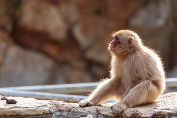 温泉の淵に座るニホンザル