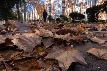 Autumn in the city. Fallen autumn dry leaves on the asphalt in a city park.