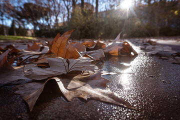 Autumn in the city. Fallen autumn dry leaves on the asphalt in a city park.