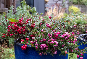 Fototapeta na wymiar Evergreen shrub in a blue ceramic plant pot, with large ornamental pink and purple berries which appear in winter. The bush is called Gaultheria Mucronata, Pernettya or Prickly Heath. 