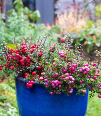 Evergreen shrub in a blue ceramic plant pot, with large ornamental pink and purple berries which appear in winter. The bush is called Gaultheria Mucronata, Pernettya or Prickly Heath. 
