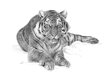 Hand drawn tiger, sketch graphics monochrome illustration on white background