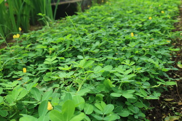 lush grass plant with some small yellow flowers
