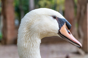 Detail of the head of a white swan