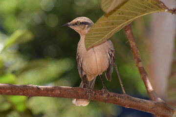 sabiá-do-campo