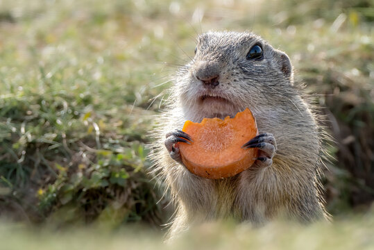 Groundhog peeks out of the burrow in the meadow and eats carrots.