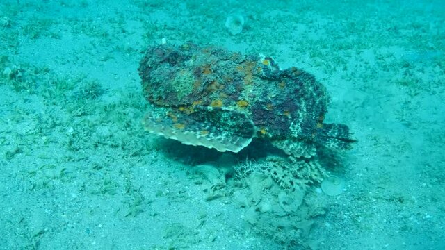 Close-up portrait of the Stonefish quickly moves along the sandy bottom covered with green seagrass. Reef Stonefish (Synanceia verrucosa). 4K-60fps