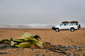 Welwitchia plant with a offroad adventure car in background in rocky desert landscape close to...