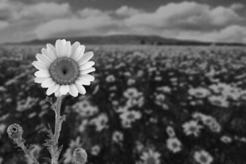 Black and white grayscale shot of a daisy flower with blurred background