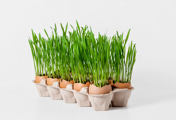 Growing young greens in eggshells. Easter decoration. Eco-friendly cultivation of seedlings on a white background