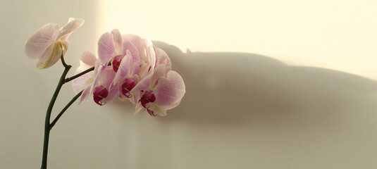 Pink phalaenopsis orchid flower on beige interior wall. Selective soft focus. Minimalist still life. Light and shadow nature horizontal long background.