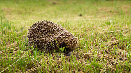 Hedgehog in the wild on green grass © anderus