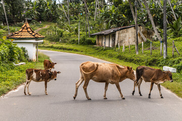 Krowy przechodzące przez drogę, azjatycki krajobraz, dżungla z palmami.