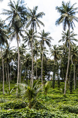Piękne naturalne zielone tropikane tło, liście i palmy.