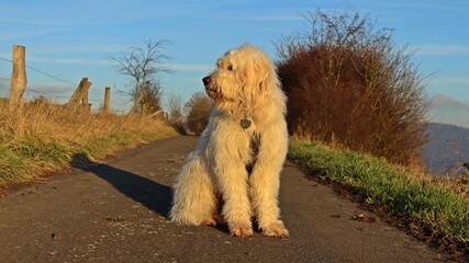 Goldendoodle im Abendlicht
