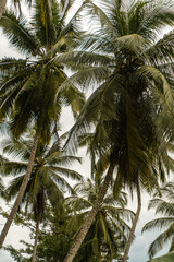 Piękne naturalne zielone tropikane tło, liście i palmy. © insomniafoto