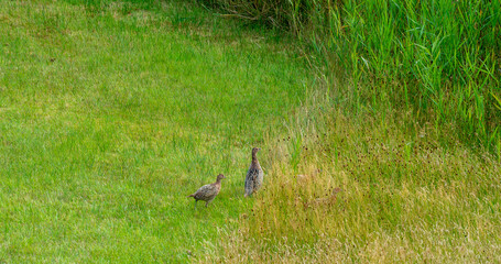 Two female Common pheasants (Phasianus colchicus) hiding in the grass
