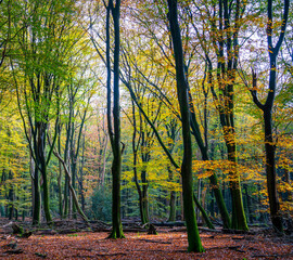 Sunny autumn day in the forest between Putten and Ermelo, Netherlands
