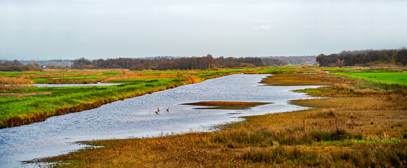 Marshland in a new created nature reserve near Utrecht and Hilversum, Netherlands
