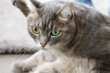 Cute gray striped domestic cat with eyes of different colors, close-up, space for text. Eye diseases in cats