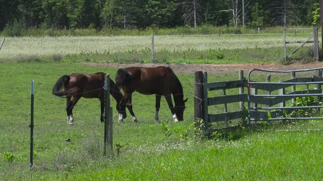 Two brown horses grazing in green pasture on sunny afternoon in late summer--northern Michigan. 360
