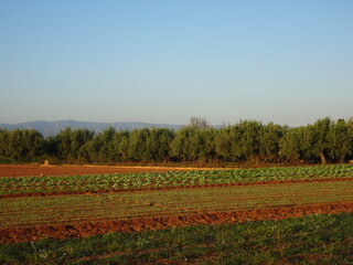 Agricultural Land in Valencia, Spain