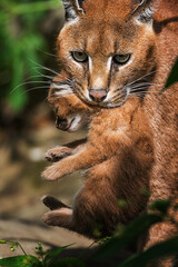 Caracal (Caracal caracal) mother with small cub
