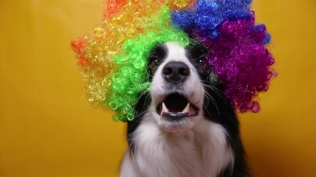 Cute puppy dog with funny face border collie wearing colorful curly clown wig isolated on yellow background. Funny dog portrait in clown costume in carnival or halloween party. Pet dog in circus