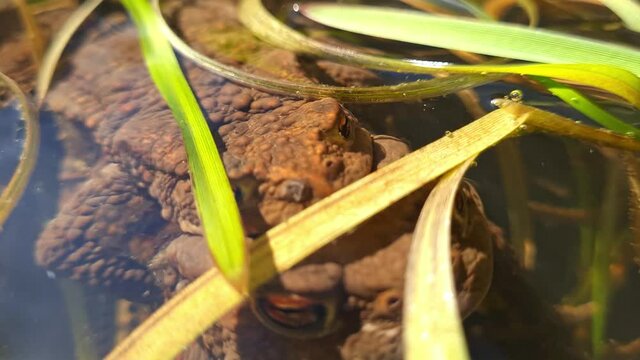 Fr&ouml;sche beim Paaren - Nahaufnahme