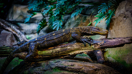  Komodo dragon in the beautiful nature habitat. Monitor lizard