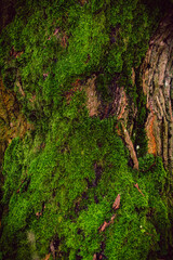 Texture Of Green Moss On The Tree