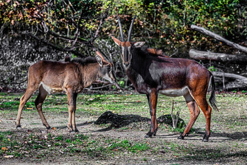 Sable antelopes on the lawn. Latin name - Hippotragus niger