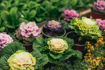Obraz na płótnie Canvas Rows with violet and green cabbage flowers in the pots in a garden centre. Selective focus.