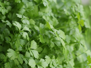 spicy herb parsley green background