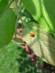 Lady bug on a leaf