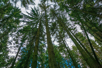 Obraz premium Pine forest in the morning, bottom-up view of the sky