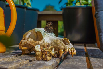 skull in the garden
