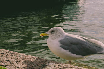 seagull on the beach with a drop of water on the beak