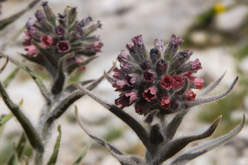 Fioritura di Cynoglossum majellense in primo piano tra le rocce sulle montagne d'Abruzzo