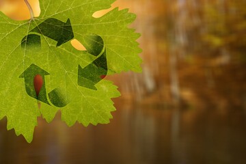 Circular system symbol on a green leaf. Recycling, sync and sustainability sign for sharing,