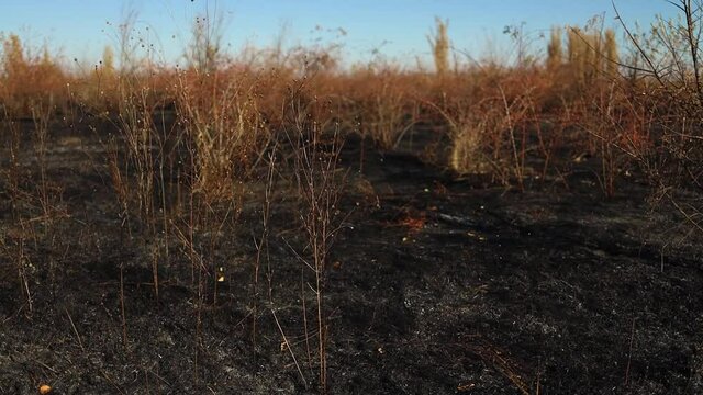 Close up of exture burnt grass. Black background of scorched earth after fire. Ecology concept background.