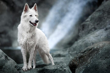 Ritratto di un cane pastore svizzero bianco - obrazy, fototapety, plakaty