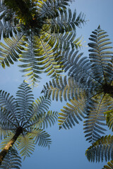 tropical tree sky background