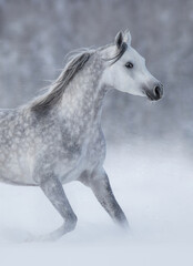 Purebred grey arabian horse running during blizzard.