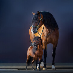 Portrait big Spanish horse and tiny miniature horse.