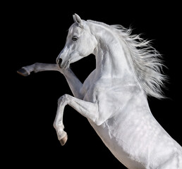 White Arabian horse with long mane rearing up. - 473370950