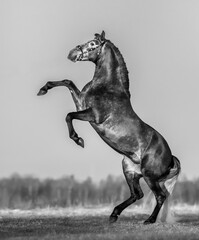 Fototapeta na wymiar Black and white Andalusian gray horse rear.