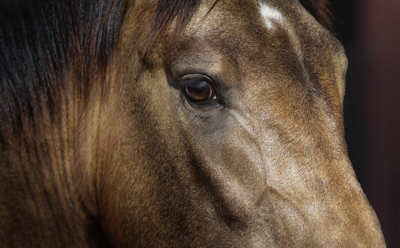 Golden dun young Andalusian horse. Close up.