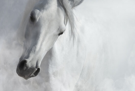 White horse in light smoke. Black and white photo.