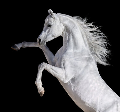 White Arabian horse with long mane rearing up.